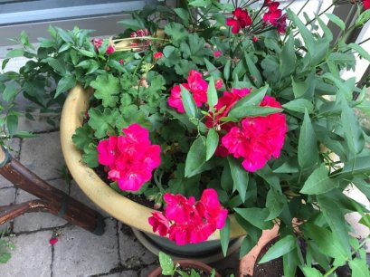 กล้อง iphone 6s 12 ล้าน